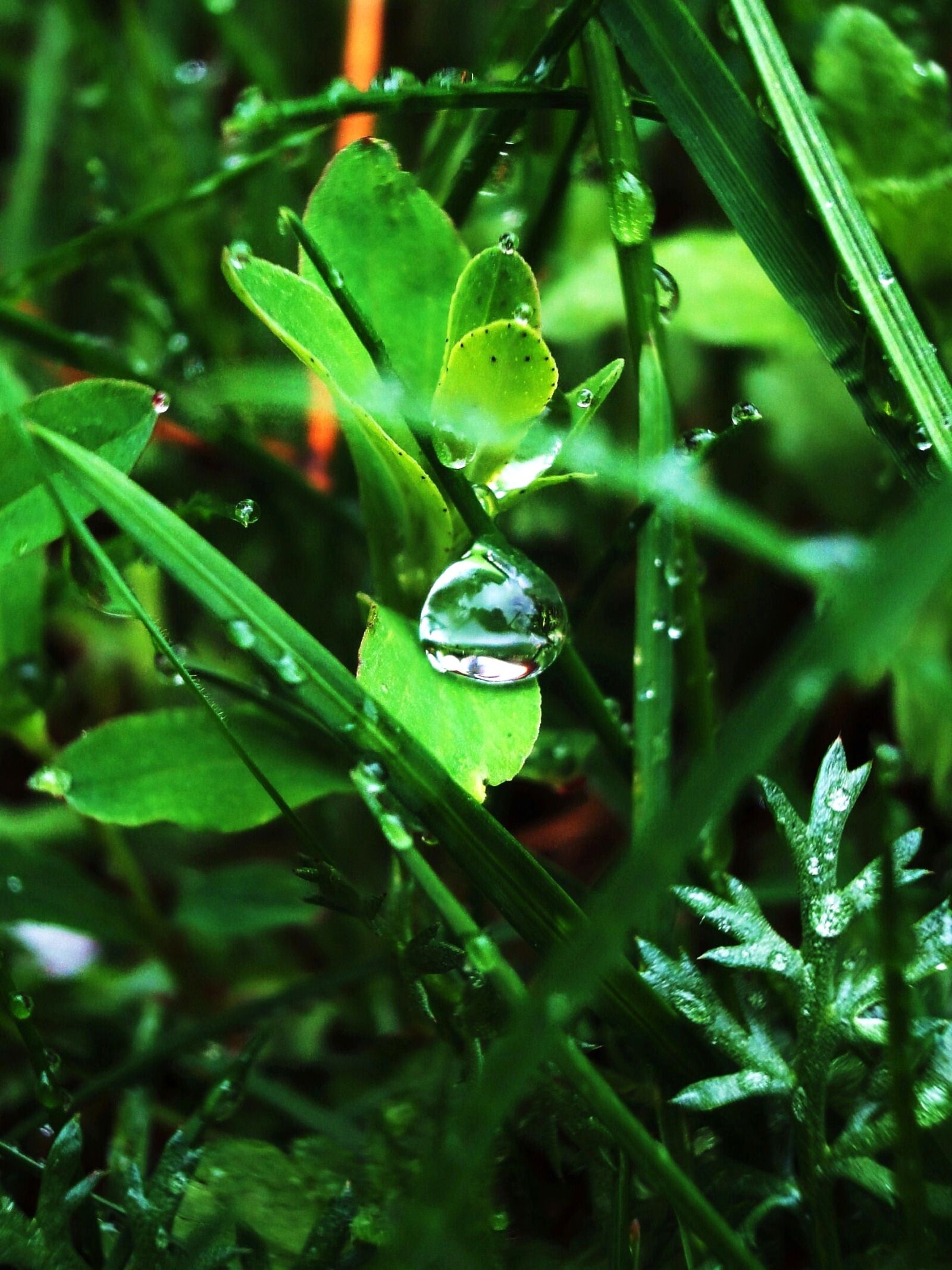 Sony Cyber-shot DSC-WX1 sample photo. Drops, grass, green, rain photography