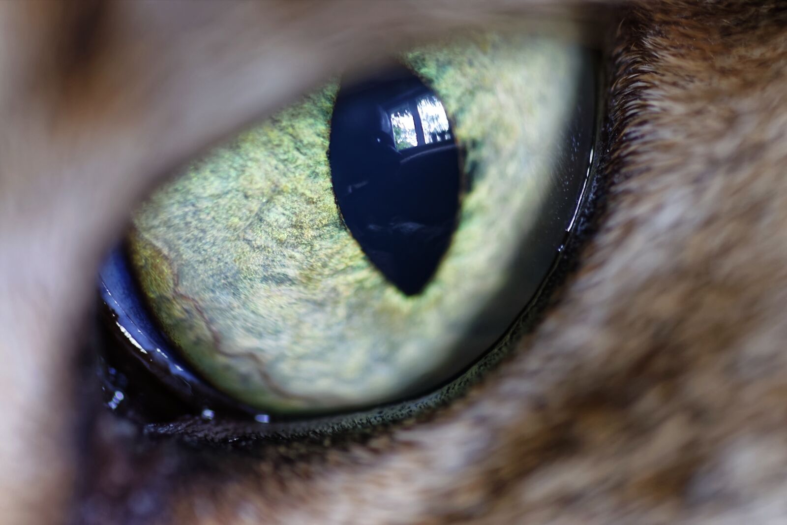 Nikon D5300 sample photo. Eye, ward, cat photography