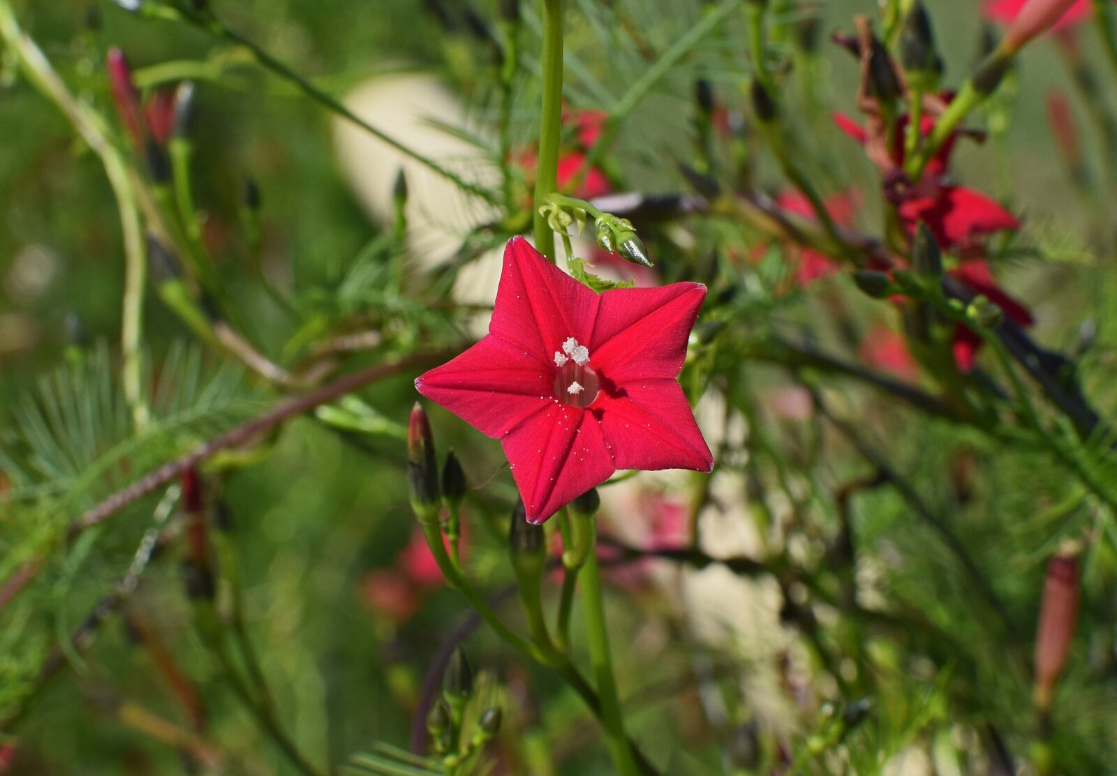 Nikon D3300 sample photo. Red cyprus vine, flower photography