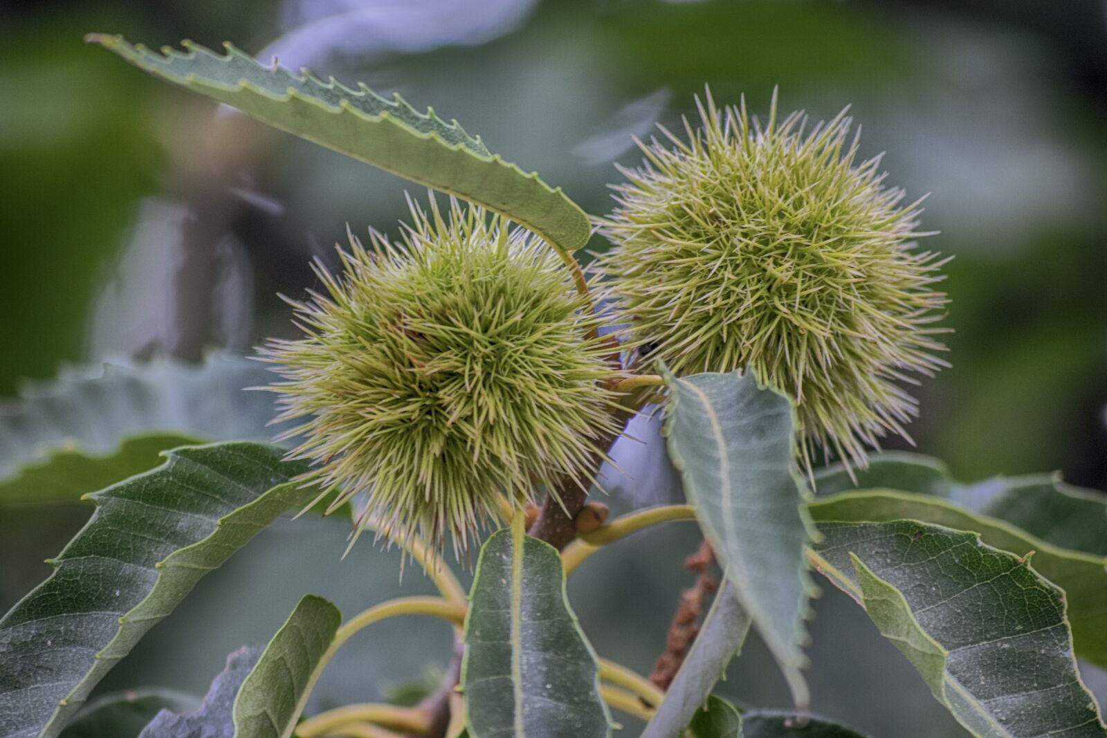 Nikon D3300 sample photo. Chestnuts, autumn, shell photography