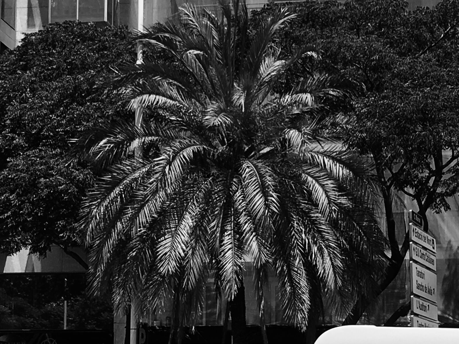 iPhone SE back camera 4.15mm f/2.2 sample photo. Barcelona, iphone, tree photography