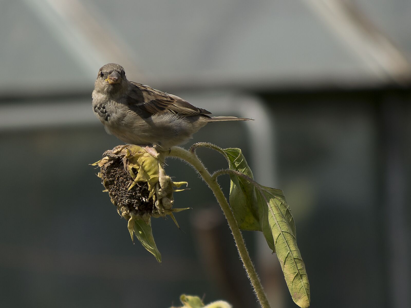 Nikon D3300 sample photo. House sparrow, sparrow, bird photography