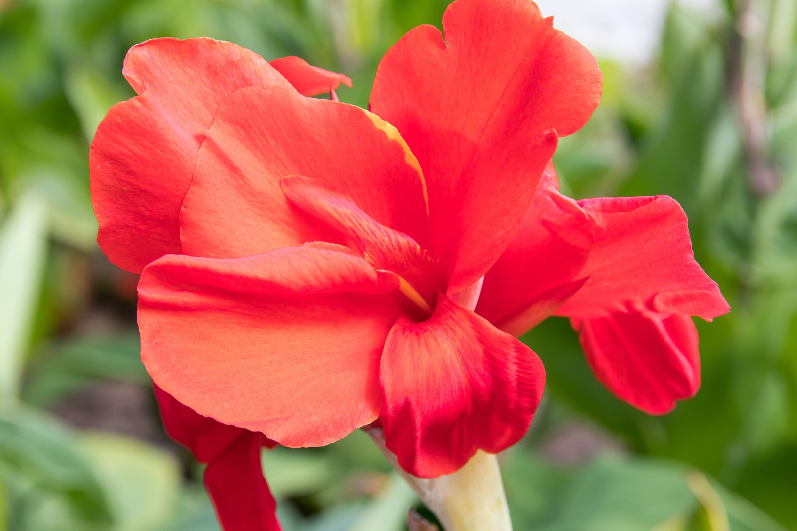 Canon EOS 80D sample photo. Canna, flower, plant photography
