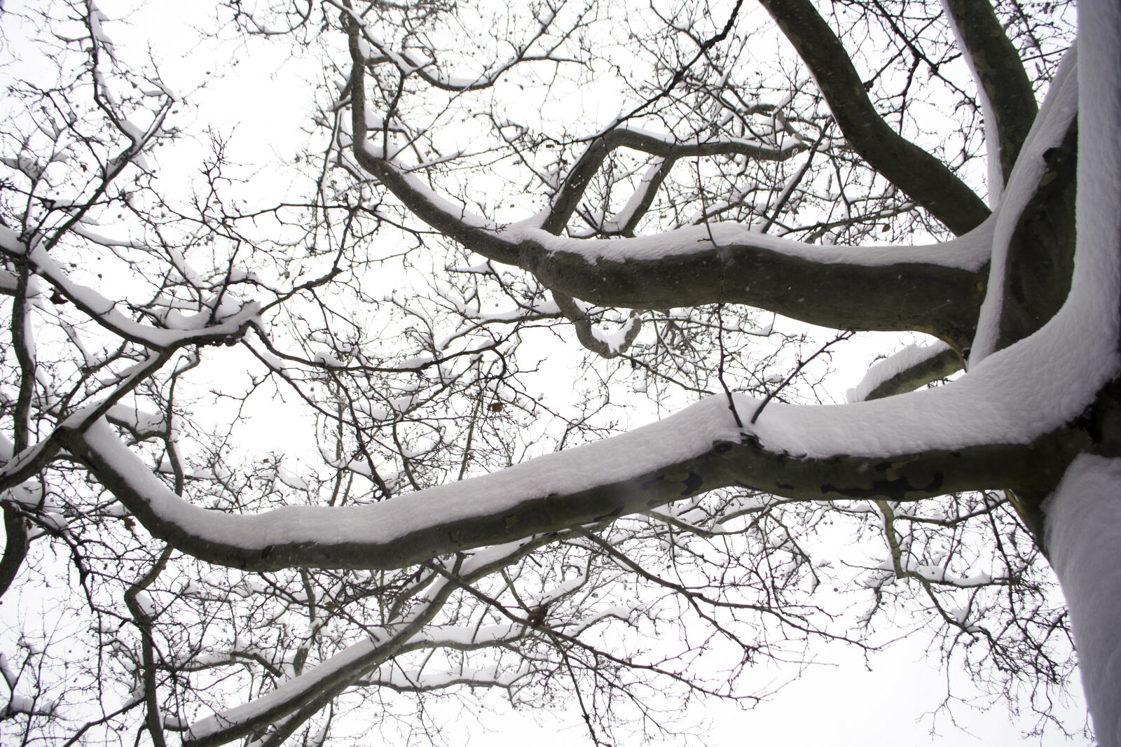 Nikon D3200 sample photo. Branches, sky, snow, snowstorm photography