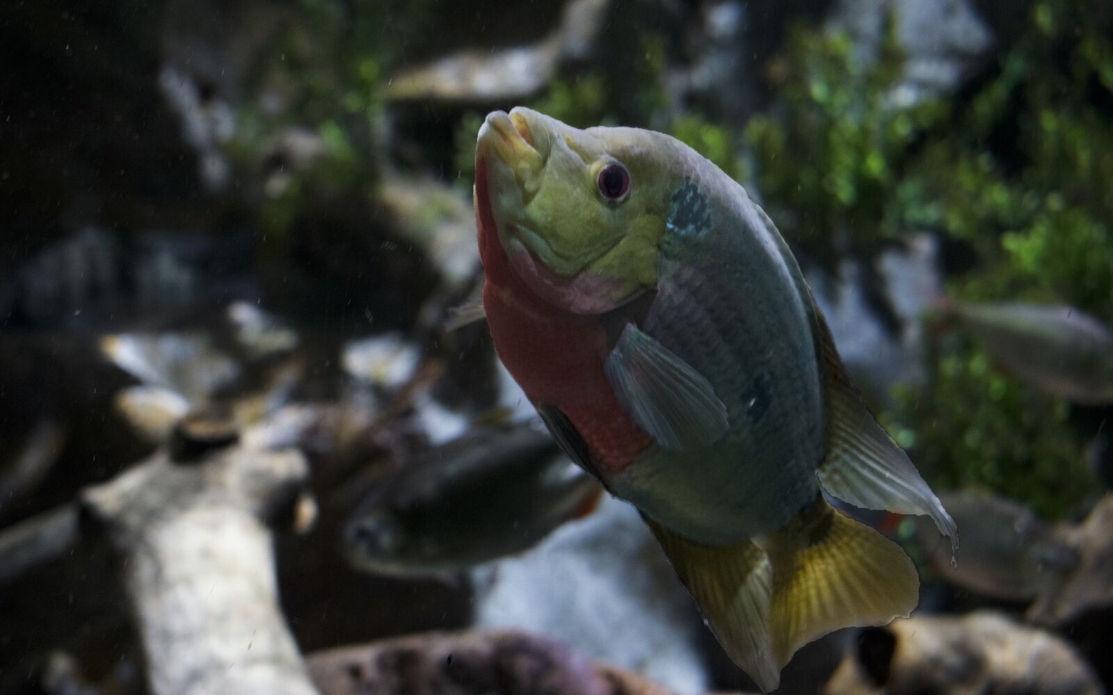 Nikon D5300 sample photo. Pez, fish, aquarium photography
