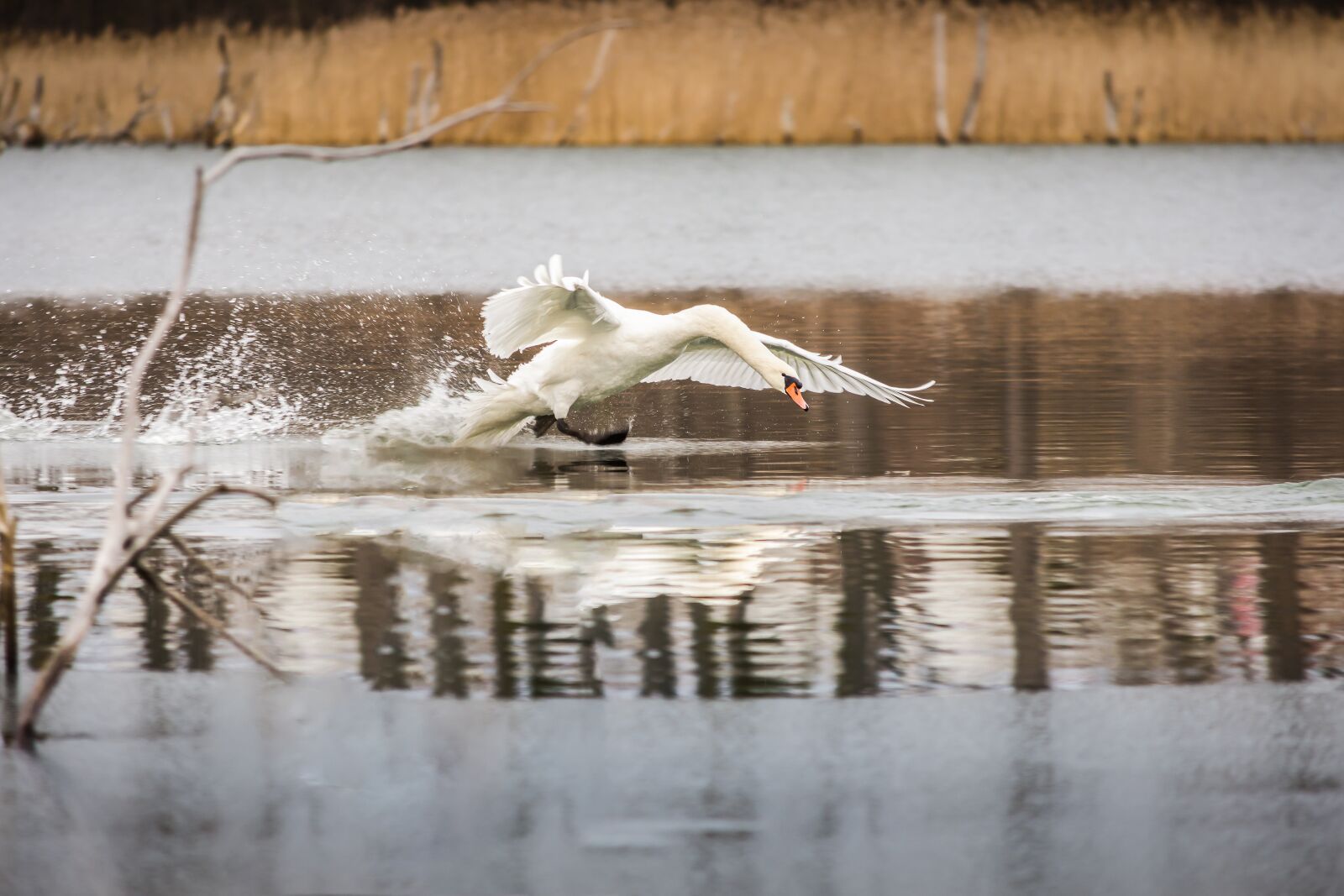 Nikon D7200 sample photo. Swan, waters, lake photography