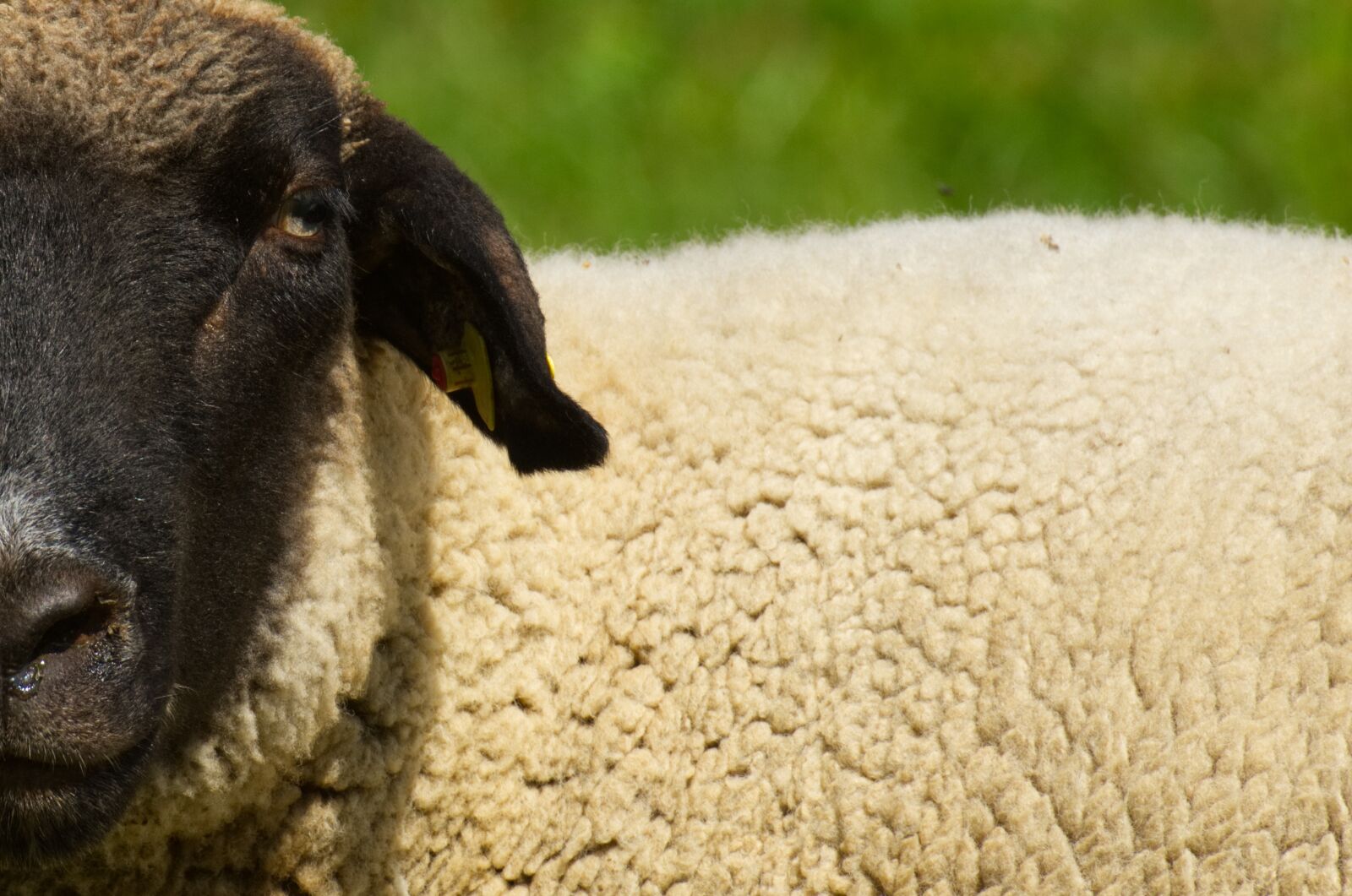 Nikon D7200 sample photo. Sheep, animal, curious photography