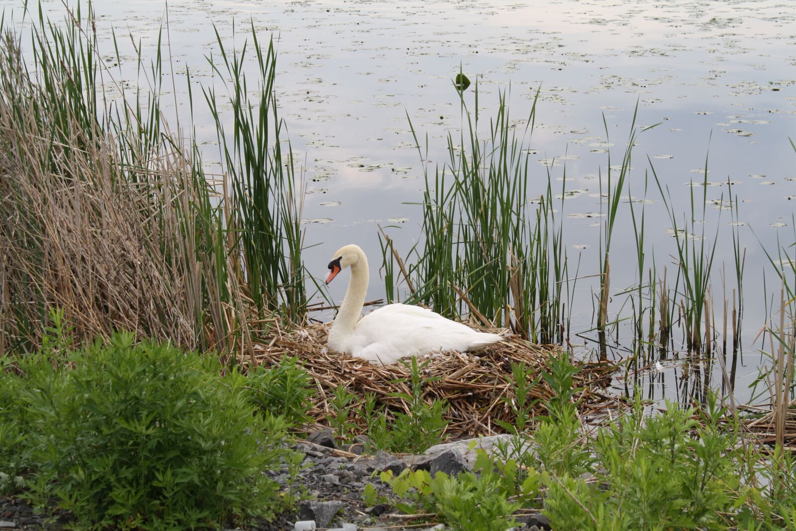 Canon EOS 1000D (EOS Digital Rebel XS / EOS Kiss F) sample photo. Water, nature, lake photography