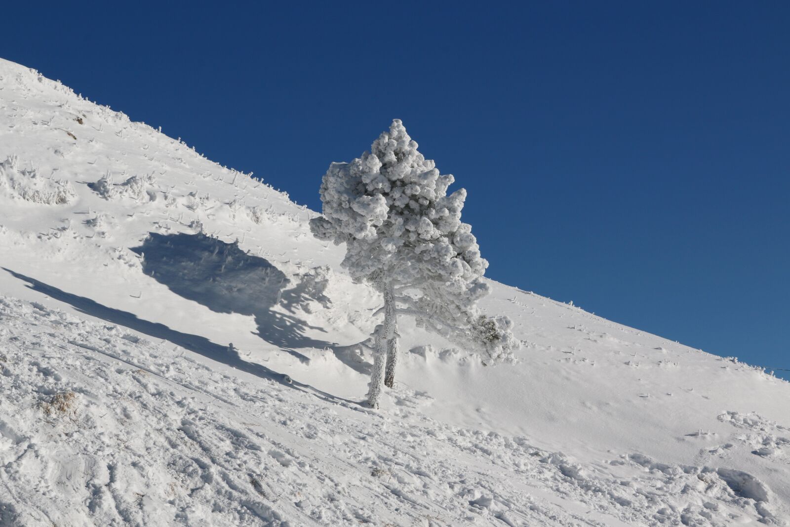 Canon EOS 70D sample photo. Winter, wood, winter kingdom photography