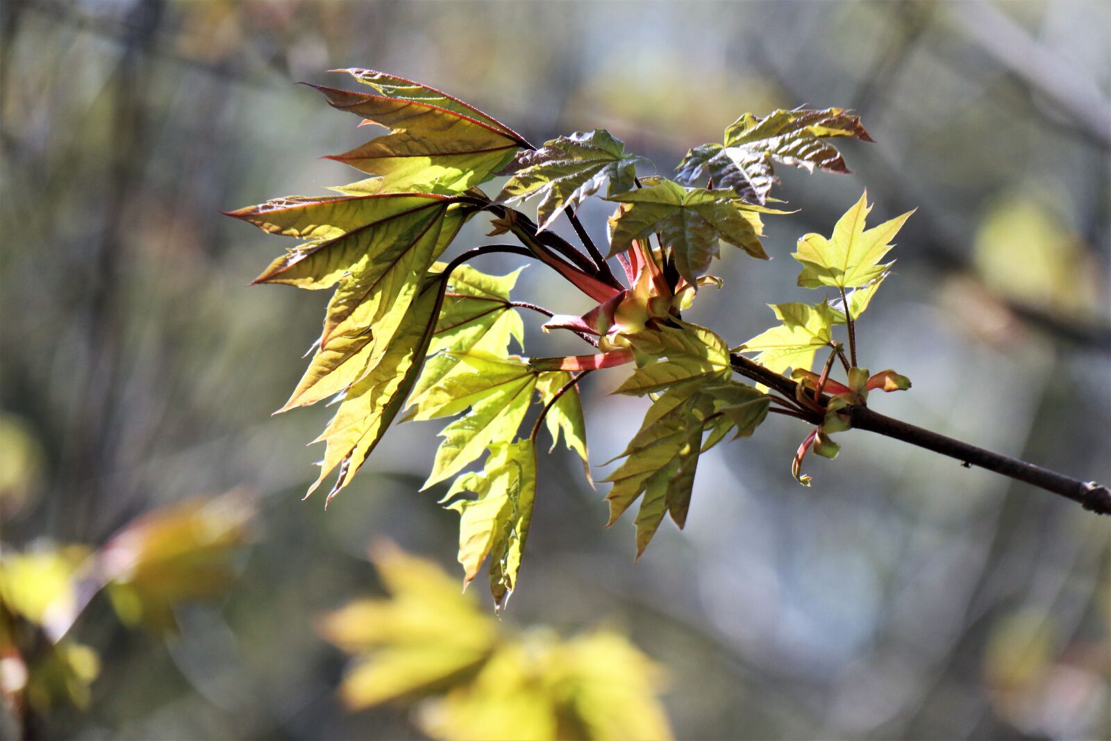 Canon EOS M6 sample photo. Spring, april, sprig leaves photography