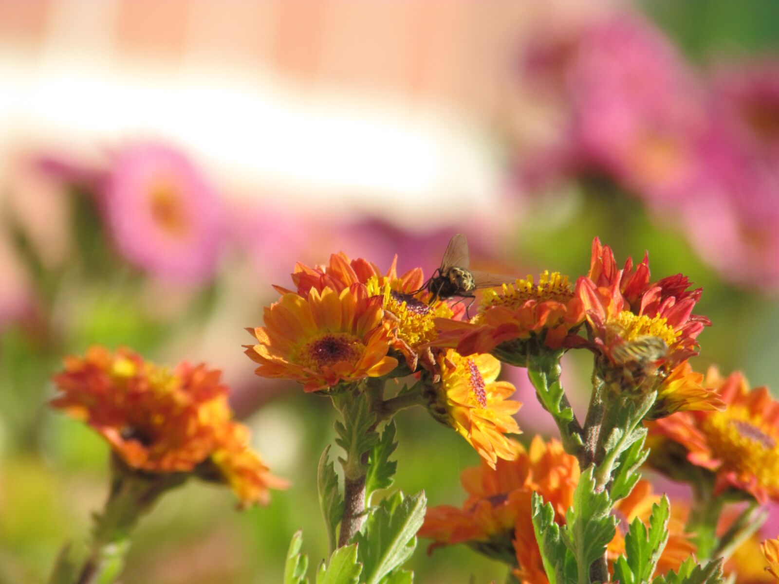 Canon PowerShot SX500 IS sample photo. Flowers, bee, plants photography