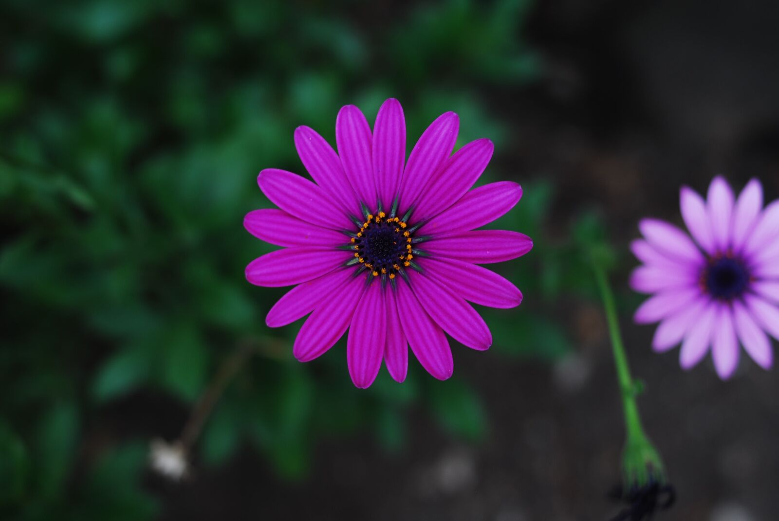 Nikon D60 sample photo. Beautiful flower, flower, nature photography