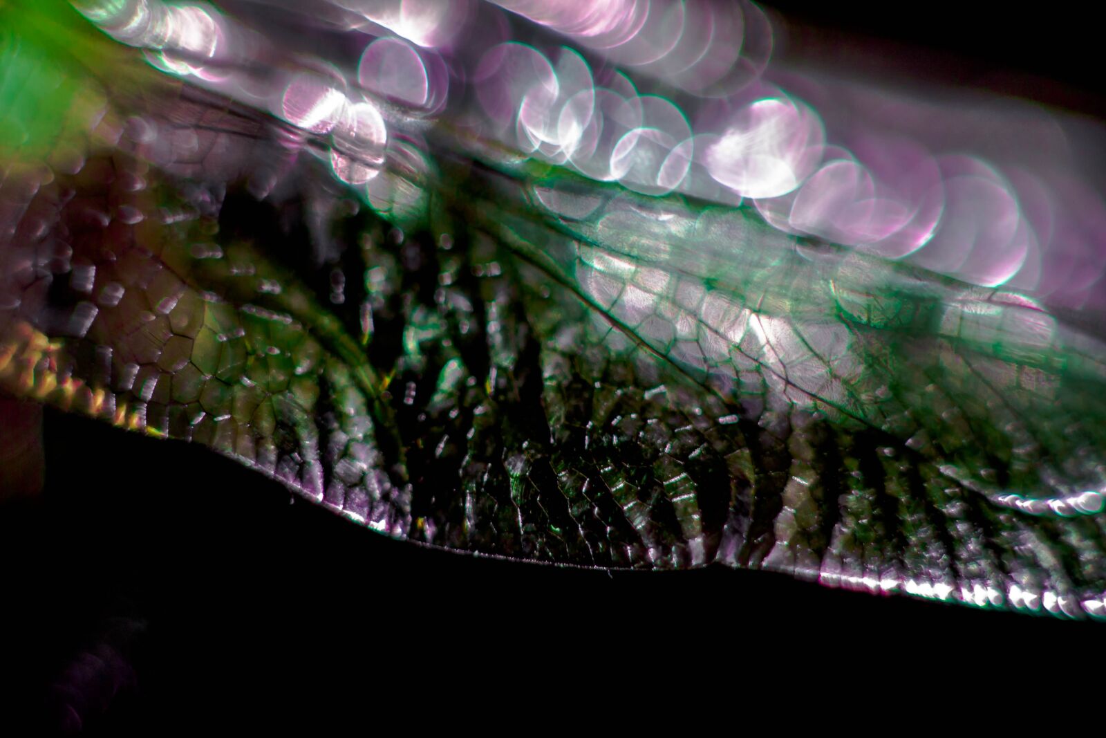 Canon EOS 1100D (EOS Rebel T3 / EOS Kiss X50) sample photo. Dragonfly, wing, purple photography