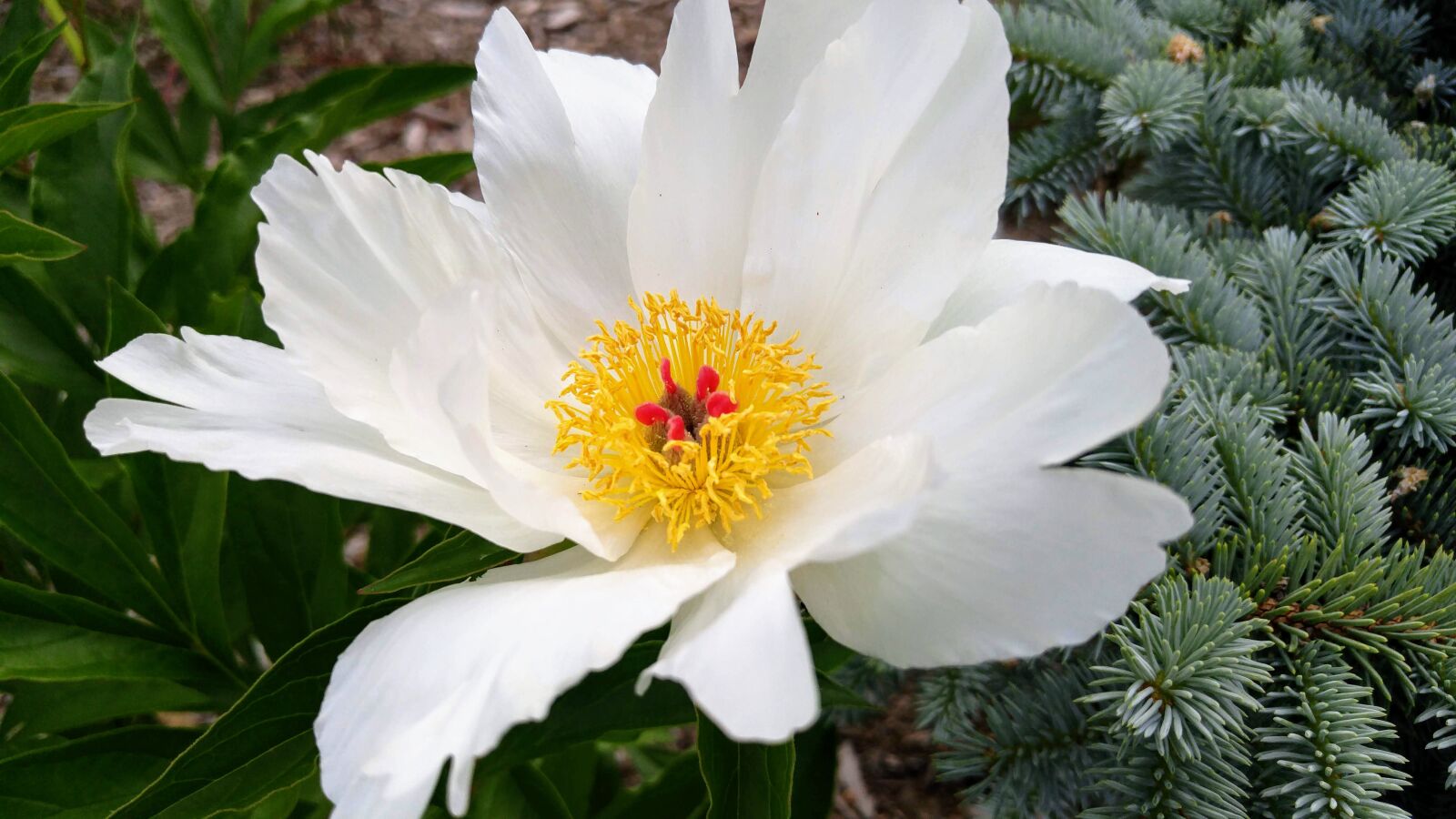 LG G4 sample photo. Flower, petal, white photography