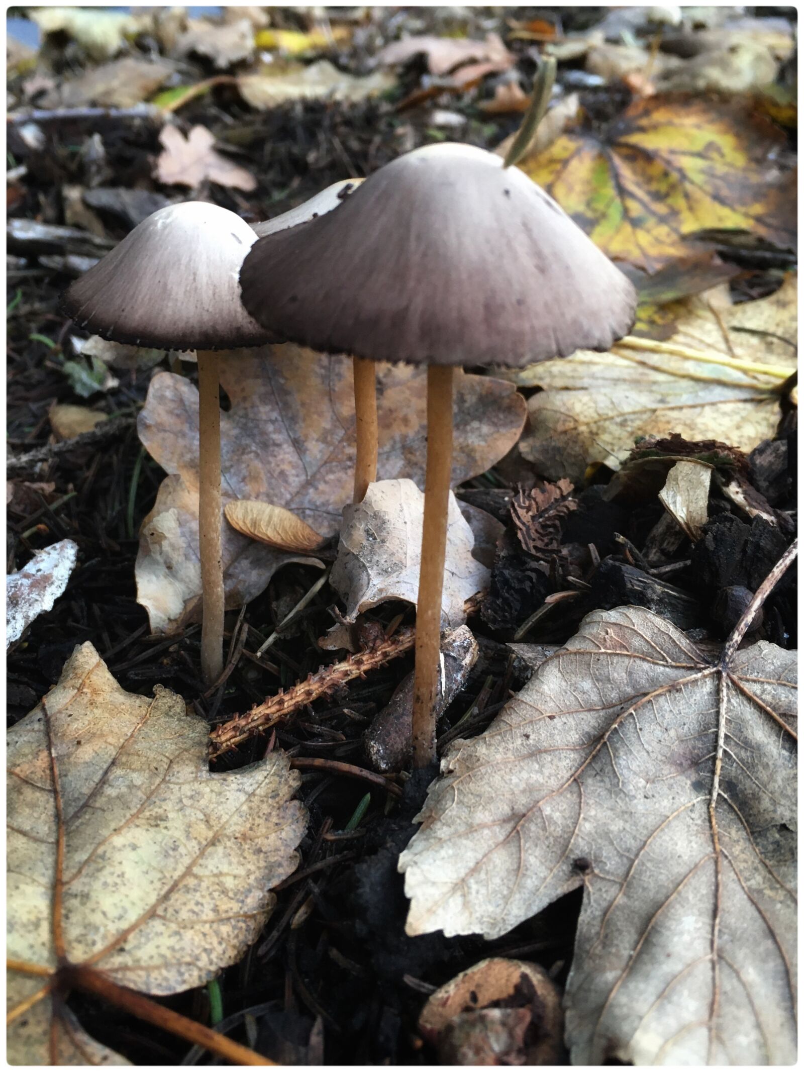 iPhone 6s back camera 4.15mm f/2.2 sample photo. Fall, leaf, undergrowth photography