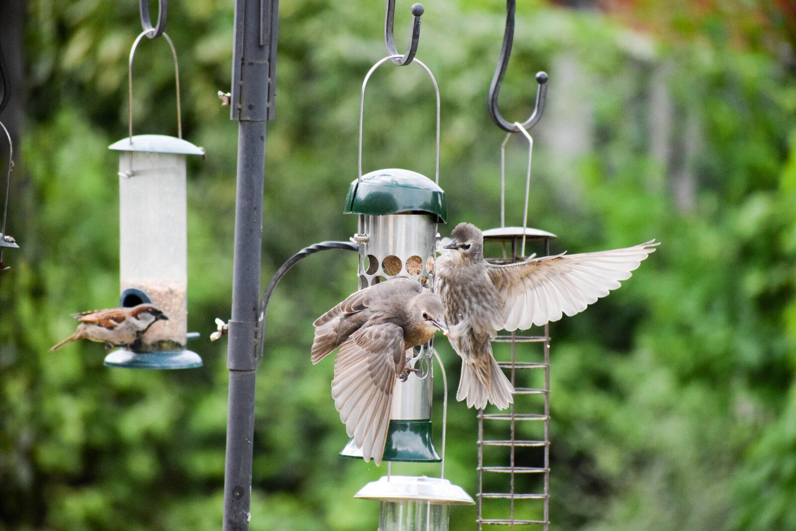 Nikon D5300 sample photo. Bird, bird feeder, bird photography