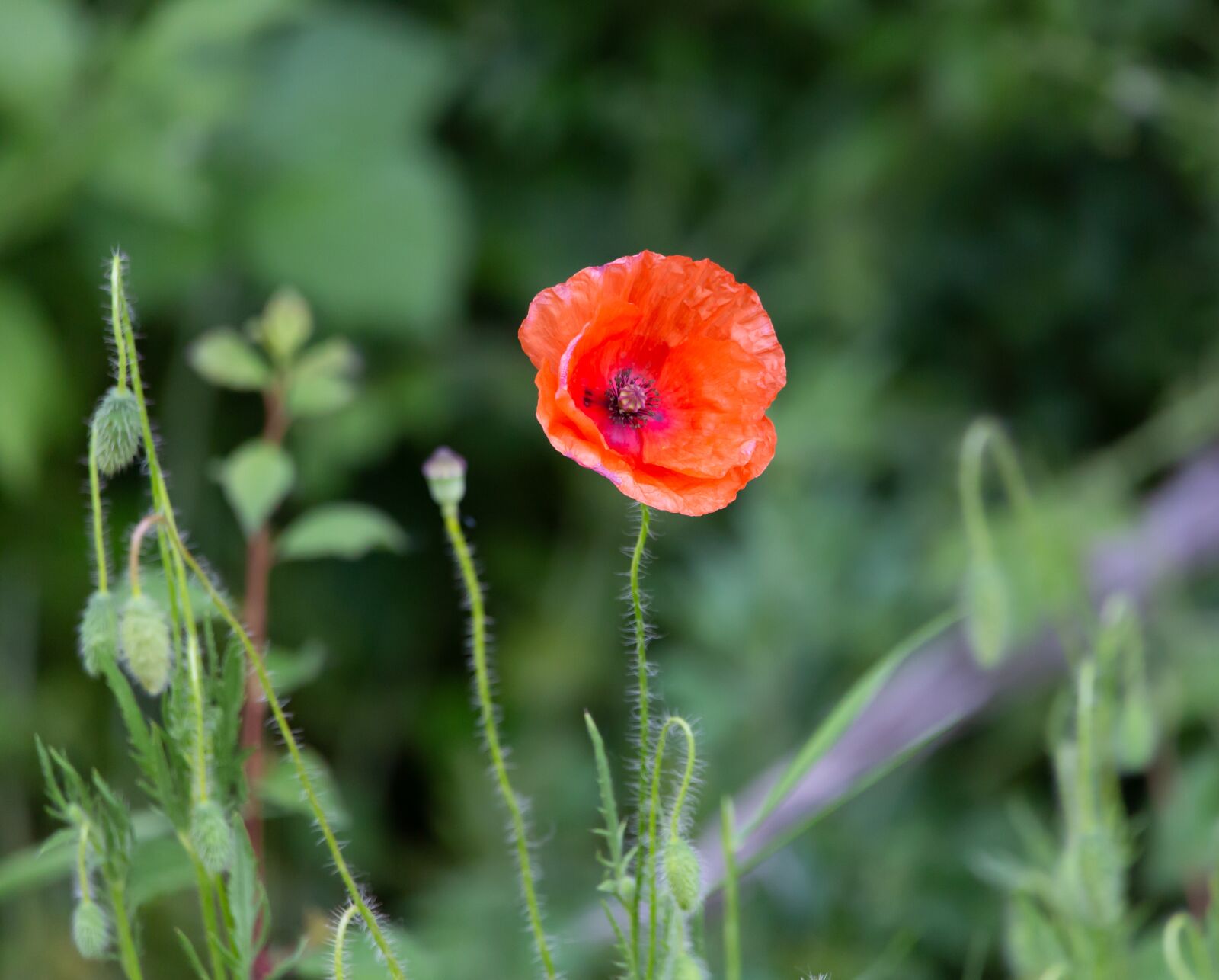 150-600mm F5-6.3 DG OS HSM | Contemporary 015 sample photo. Poppy, green, red photography