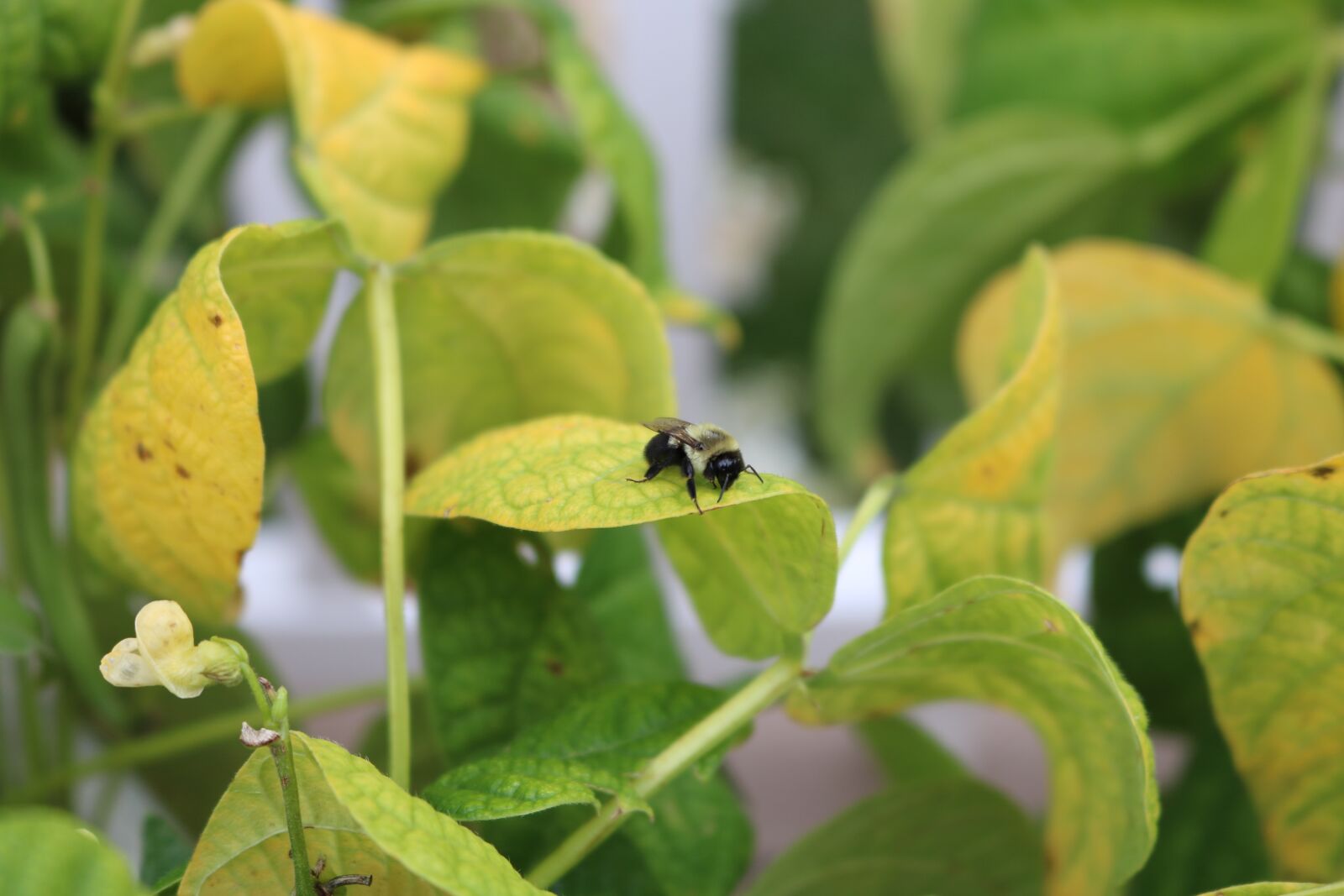 Canon EOS 750D (EOS Rebel T6i / EOS Kiss X8i) sample photo. Bee, leaf, leaves photography