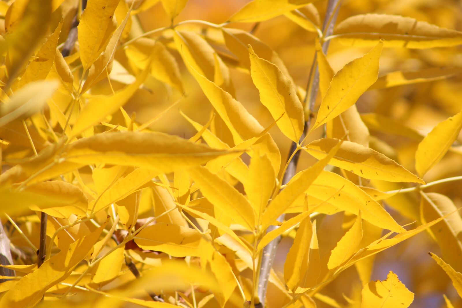 Canon EF75-300mm f/4-5.6 sample photo. Autumn, yellow, foliage photography