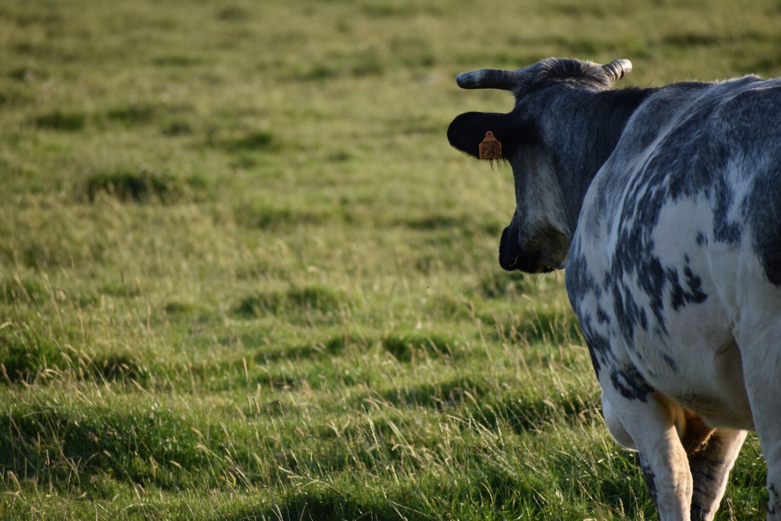Nikon D3500 sample photo. Cow, beef, grass photography
