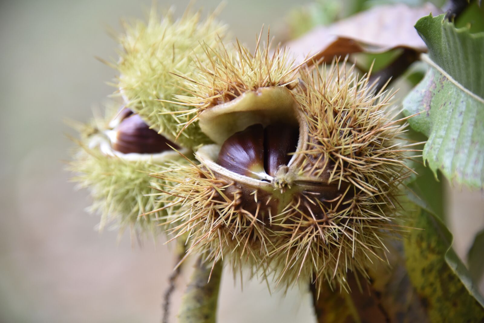 Nikon D750 sample photo. Autumn, maroni, sweet chestnuts photography