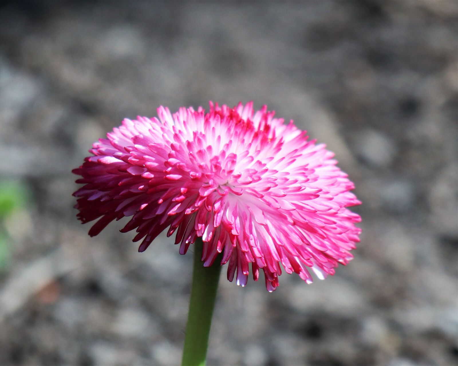Canon EOS M6 sample photo. Spring, flower, daisy photography