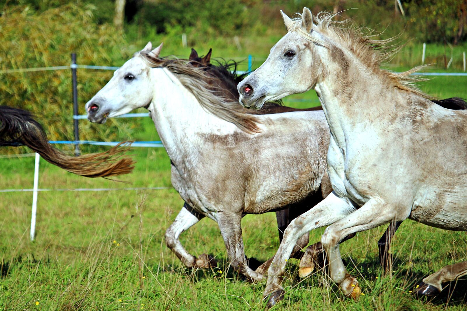 Canon EOS 100D (EOS Rebel SL1 / EOS Kiss X7) sample photo. Horse, mold, gallop photography