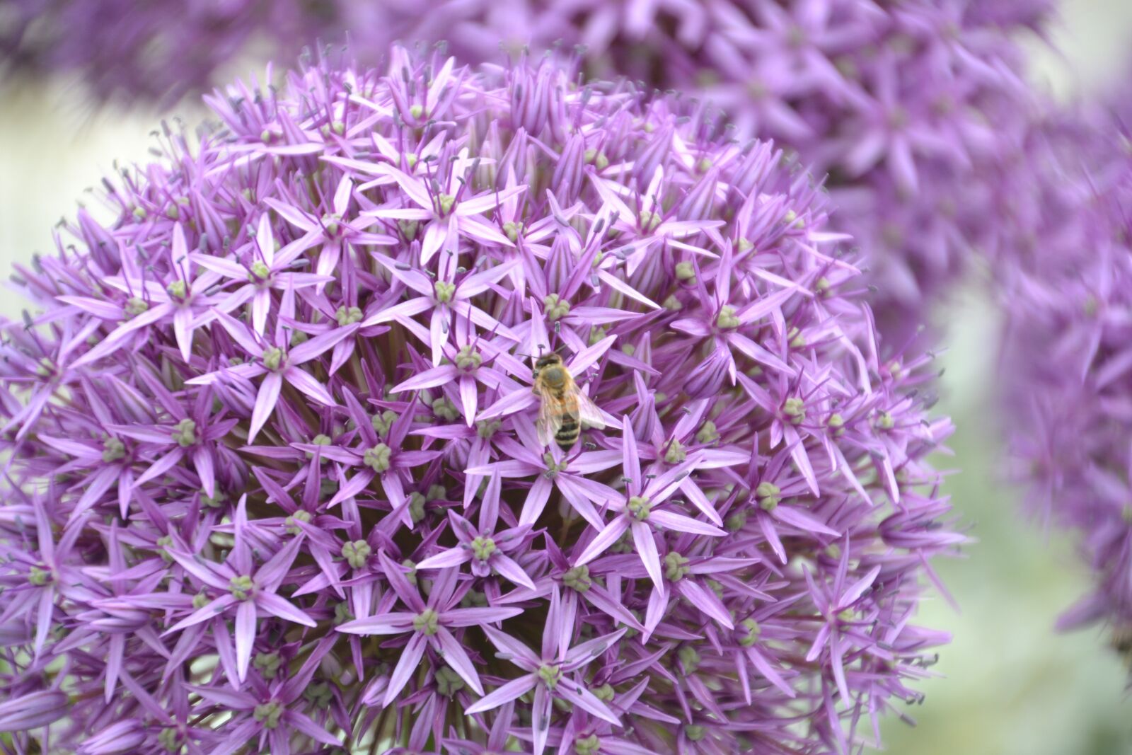 Nikon D3100 sample photo. Flower, blossom, bloom photography