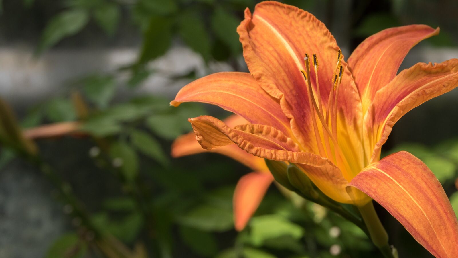 Canon EOS 750D (EOS Rebel T6i / EOS Kiss X8i) sample photo. Flower, blossom, bloom photography