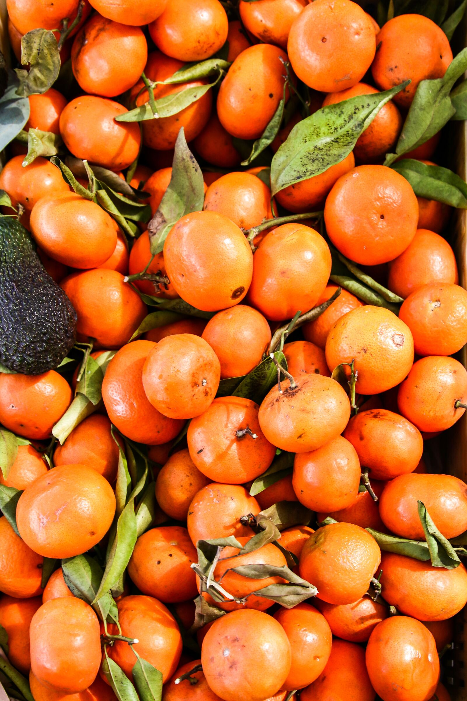 Canon EOS 80D sample photo. Mandarin, market, fruit photography