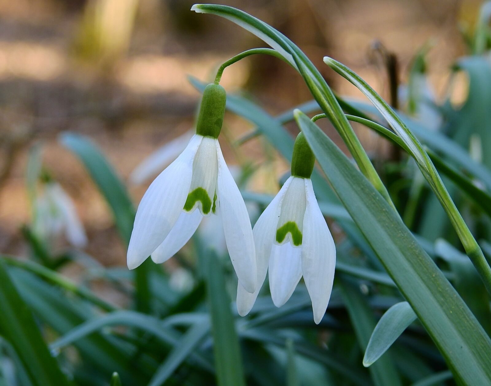 Nikon Coolpix P900 sample photo. Early spring, snowdrops, nature photography