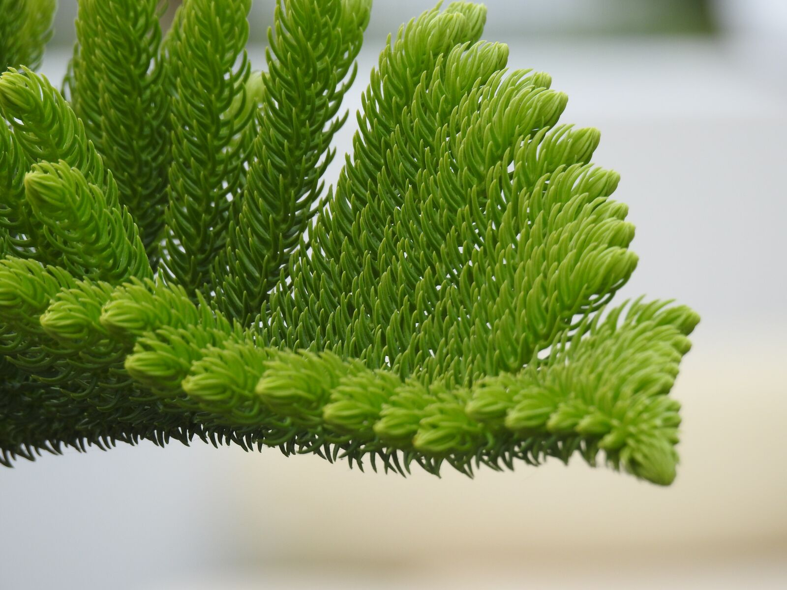 Nikon Coolpix P900 sample photo. Branch, green, pine needles photography