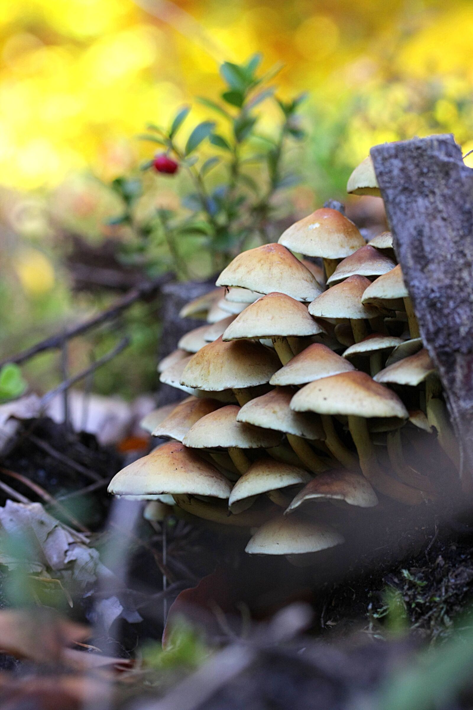 Canon EOS 40D sample photo. Mushroom, nature, autumn photography