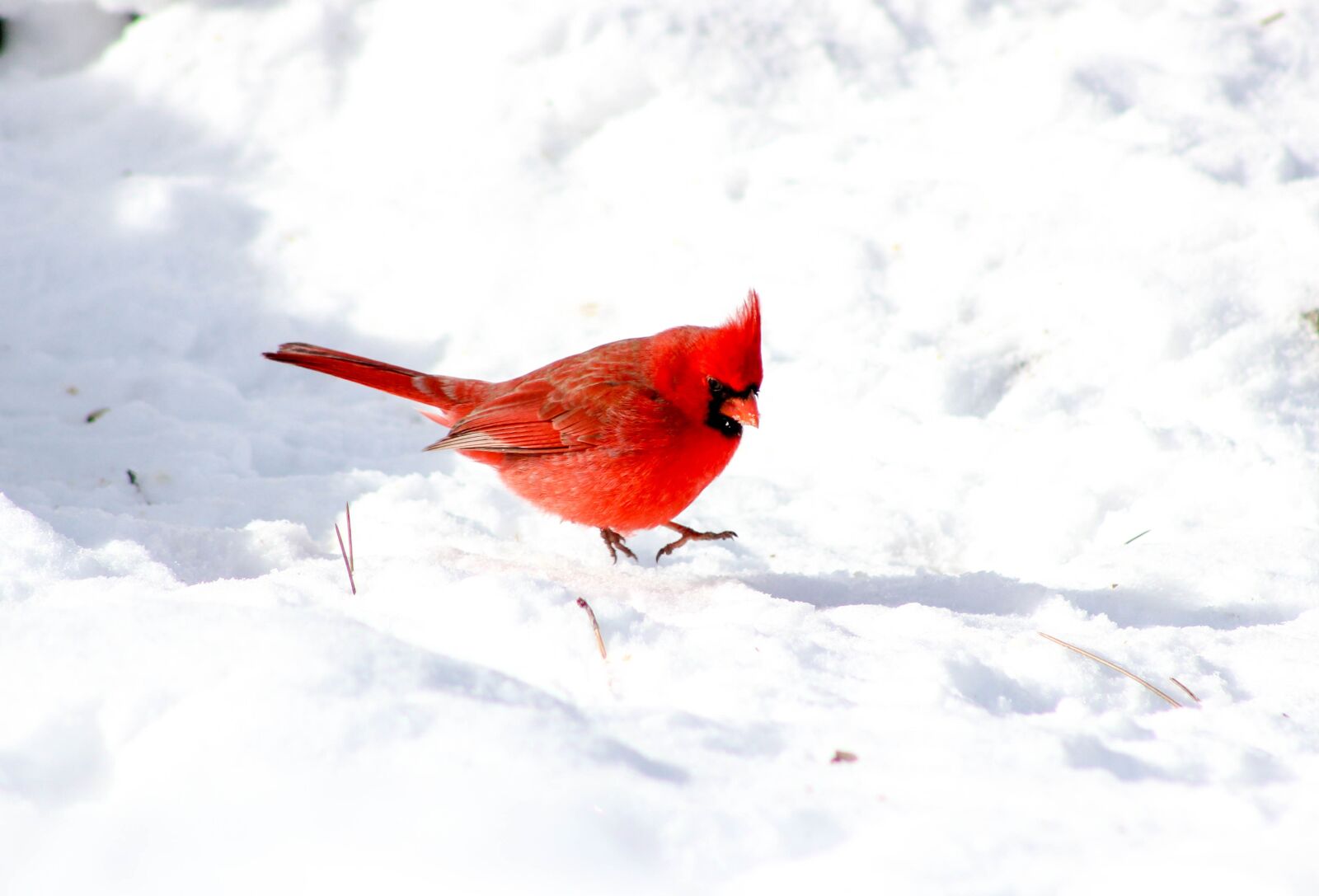 Холодная птица. Зима птицы. Красные животные в природе на снегу. Cardinal Bird Winter. Кардинал зимний баллон.