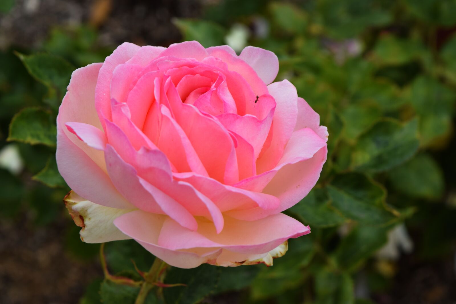 Nikon D3300 sample photo. Pink, romantic, flower photography