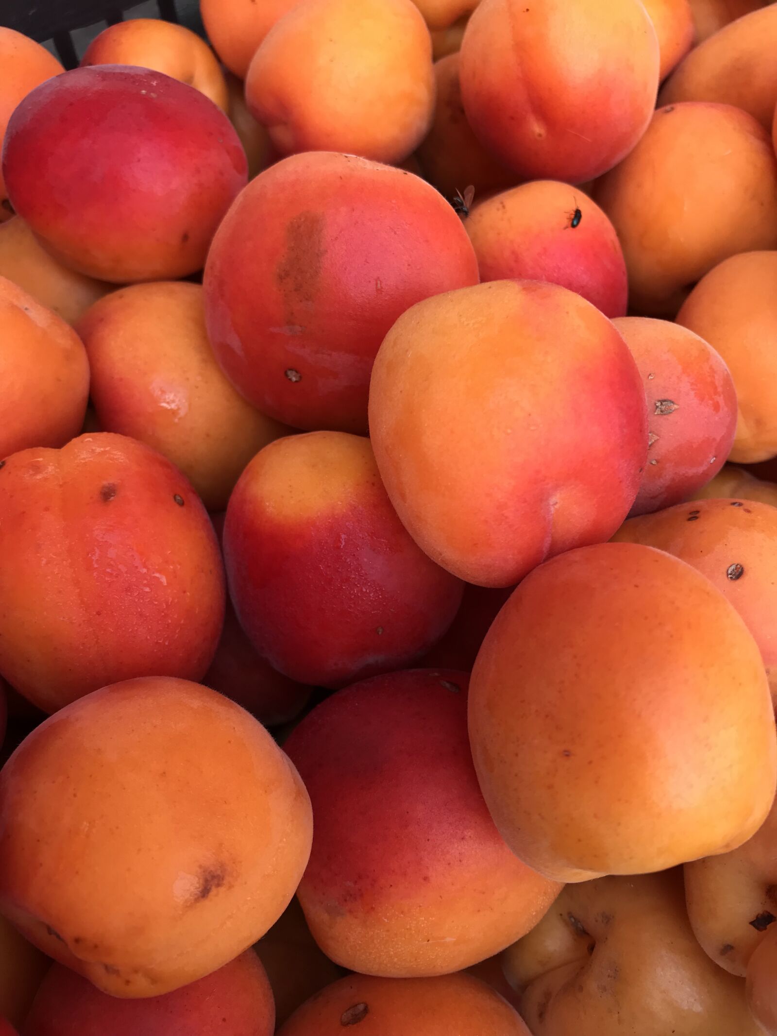 iPhone 7 back camera 3.99mm f/1.8 sample photo. Apricots, market, fruit photography