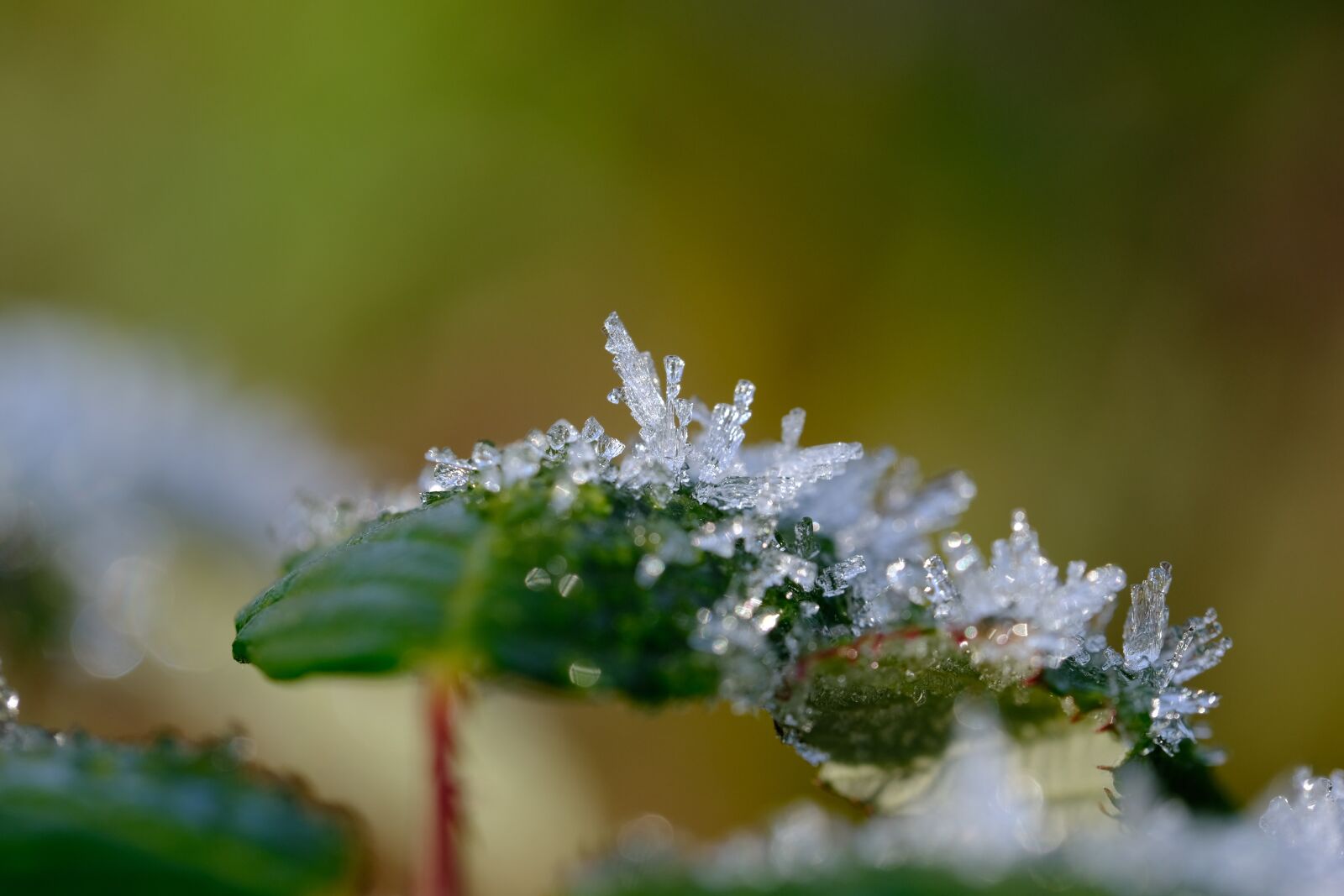 Fujifilm XF 80mm F2.8 R LM OIS WR Macro sample photo. Crystals, eiskristalle, winter photography