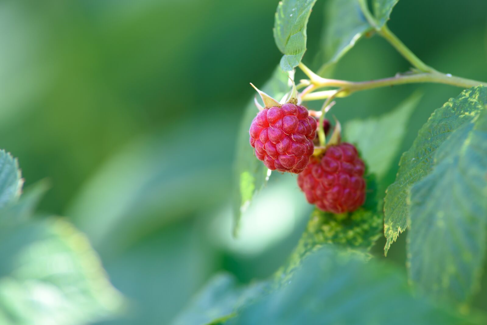 Nikon D750 sample photo. Raspberry garden, garden, fruit photography