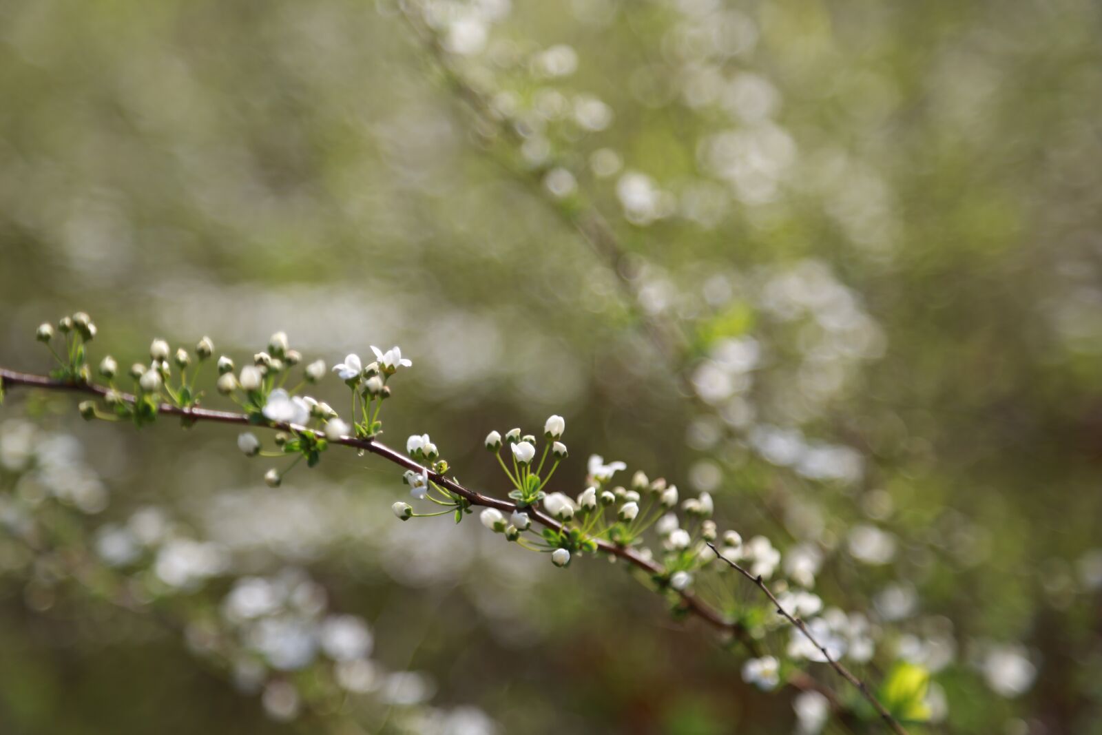 Canon EOS 6D + Canon EF 24-105mm F4L IS USM sample photo. Meadowsweet trees, flowers, white photography