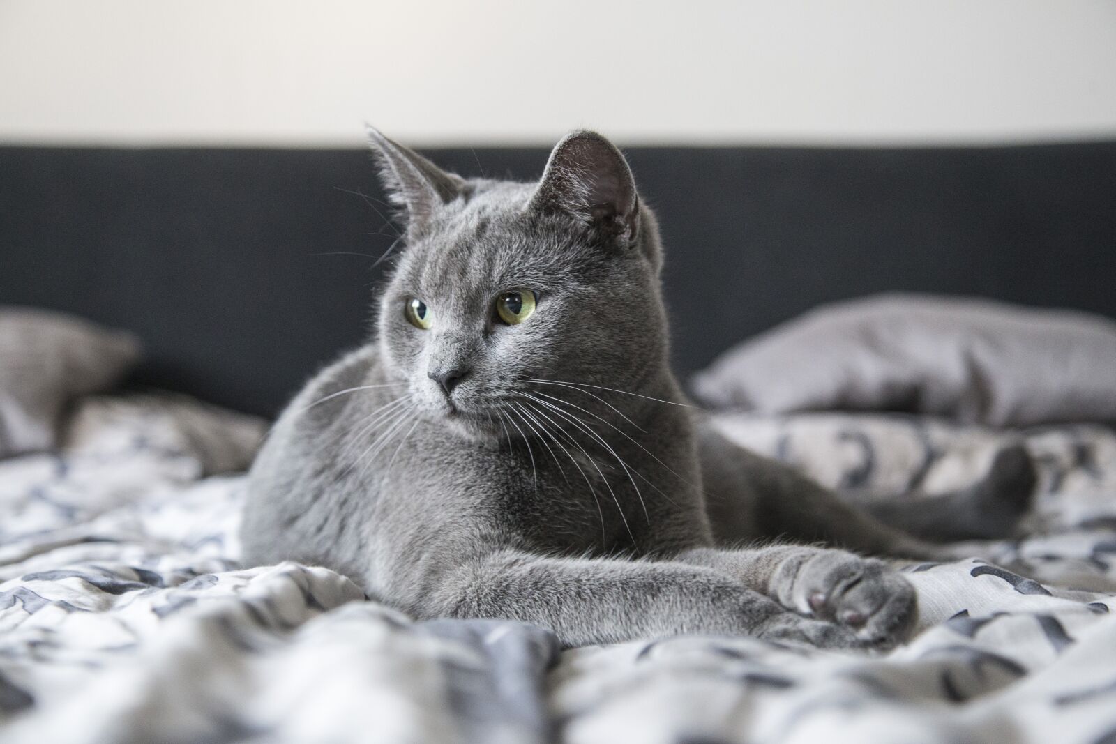 Canon EOS 6D + Canon EF 24-105mm F4L IS USM sample photo. Kitty, kitten, cat photography