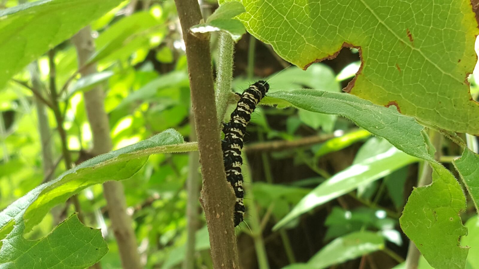 Samsung Galaxy Note5 sample photo. Bug, green, nature photography