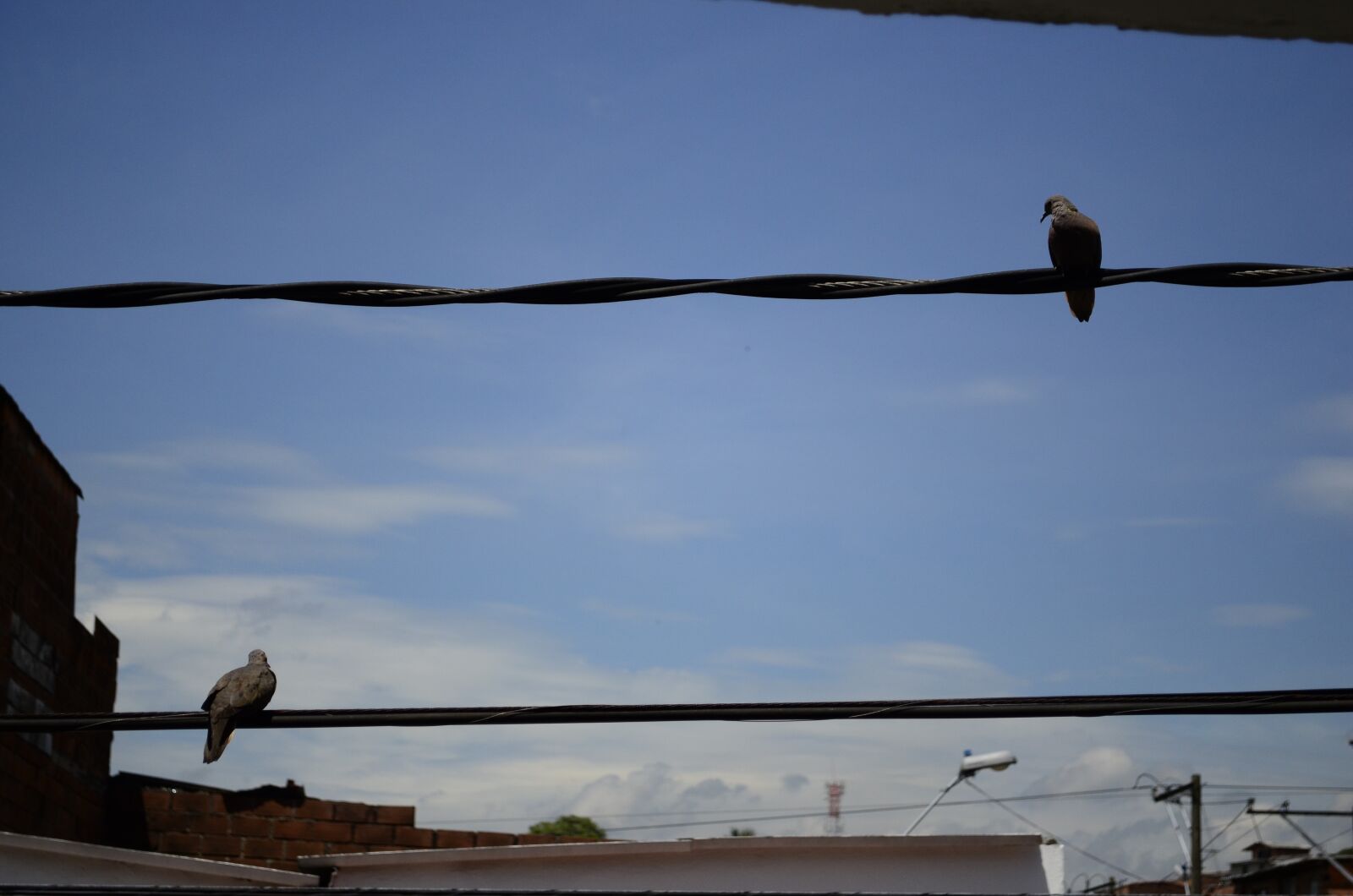Nikon D5100 sample photo. Birds, medellin, sky photography