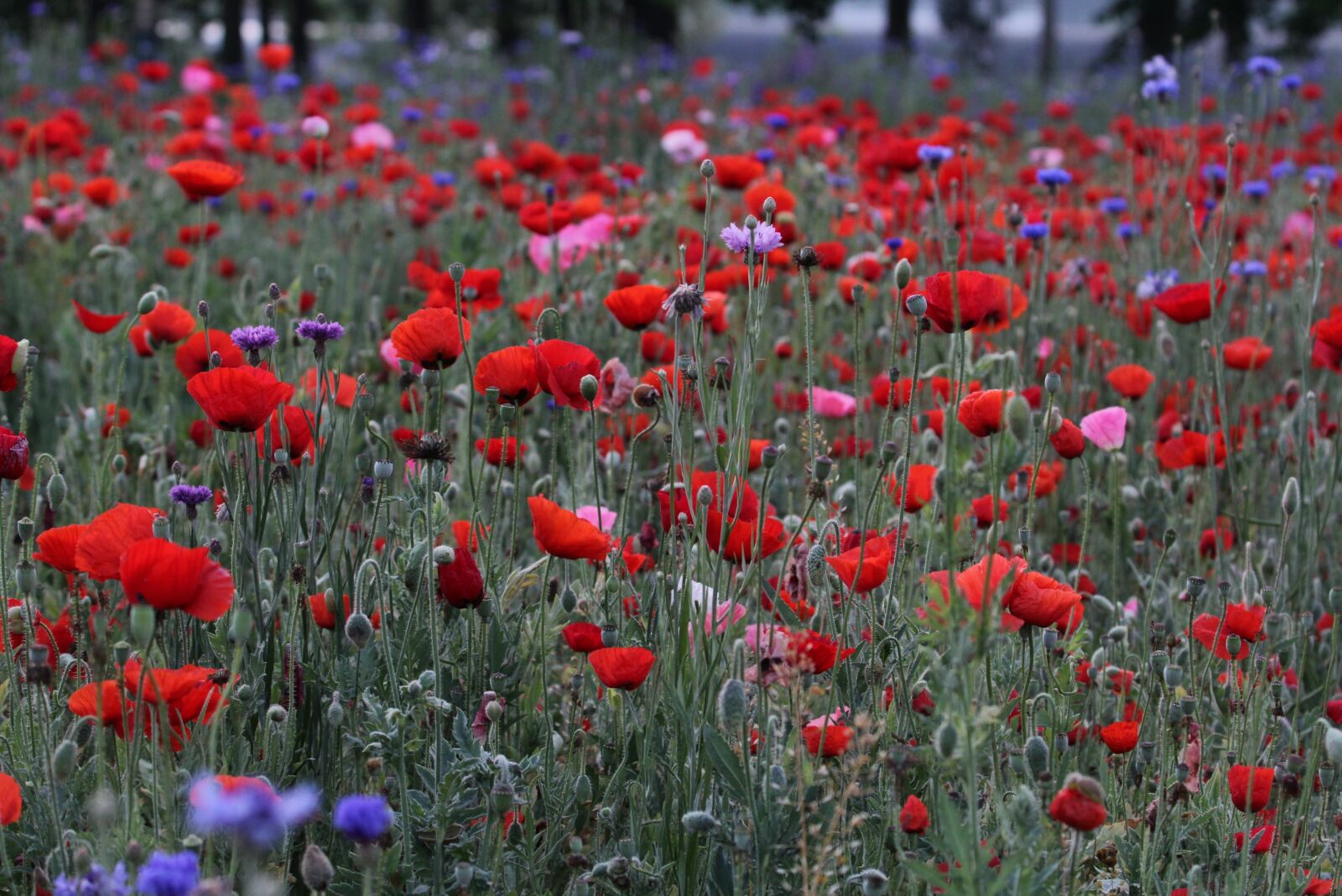 Canon EOS 60D sample photo. Poppy, flowers, red photography