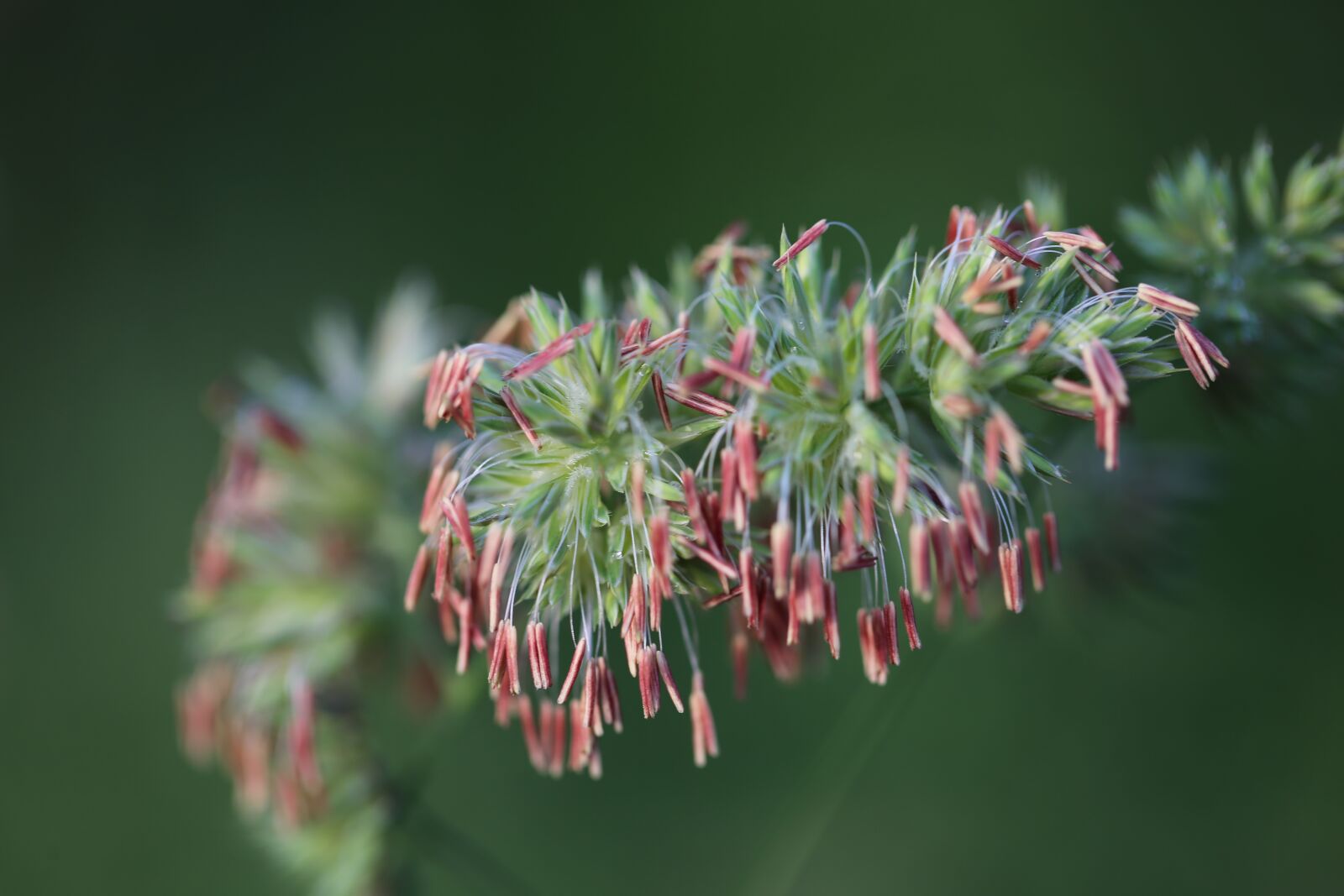 Canon EF 100mm F2.8L Macro IS USM sample photo. Grasses, halme, meadow photography