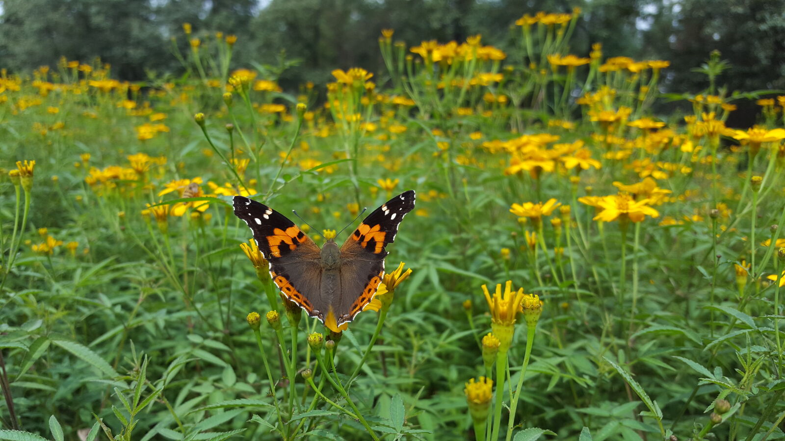 Samsung Galaxy S6 sample photo. Butterfly, flower, green, yellow photography