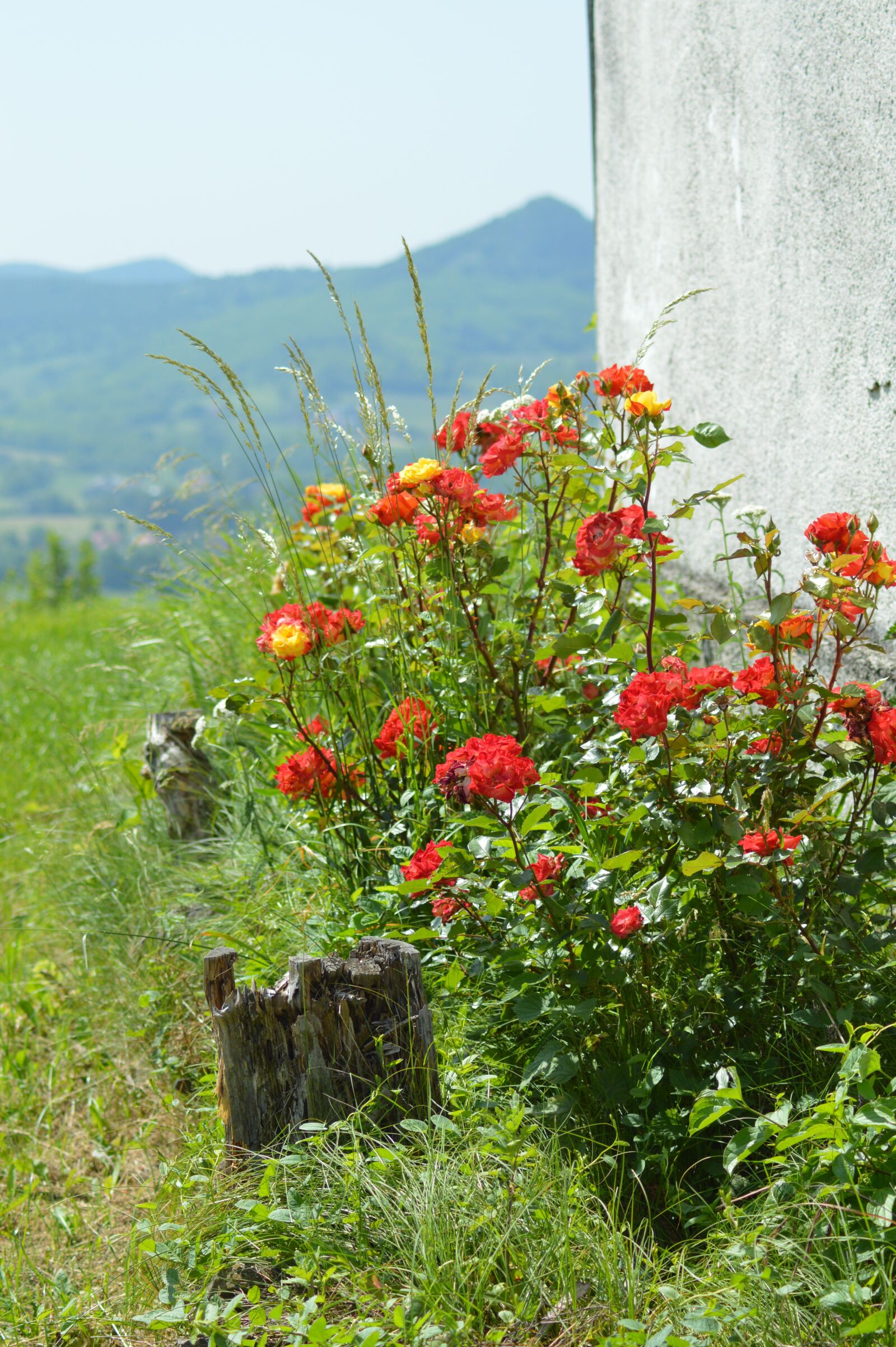 Nikon D3200 sample photo. Balaton uplands, landscape, flowers photography