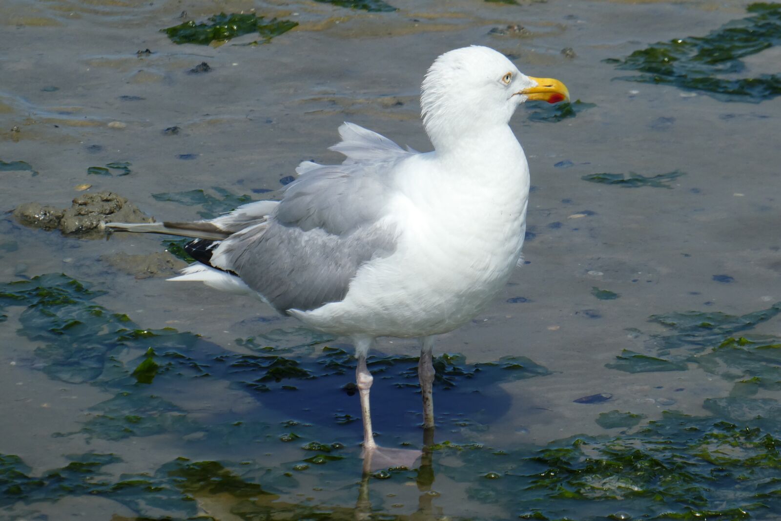 Panasonic DMC-TZ81 sample photo. Seagull, wadden sea, bird photography
