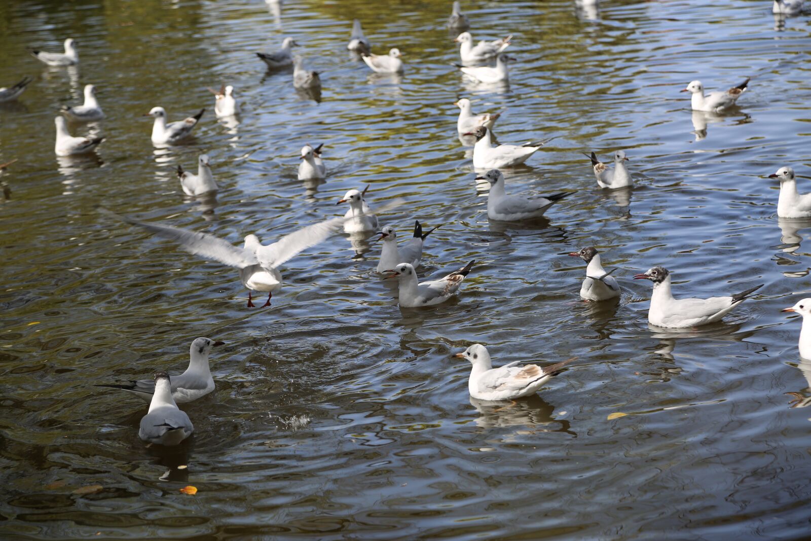 Canon EF 24-105mm F4L IS USM sample photo. Kunming, swan, animal photography