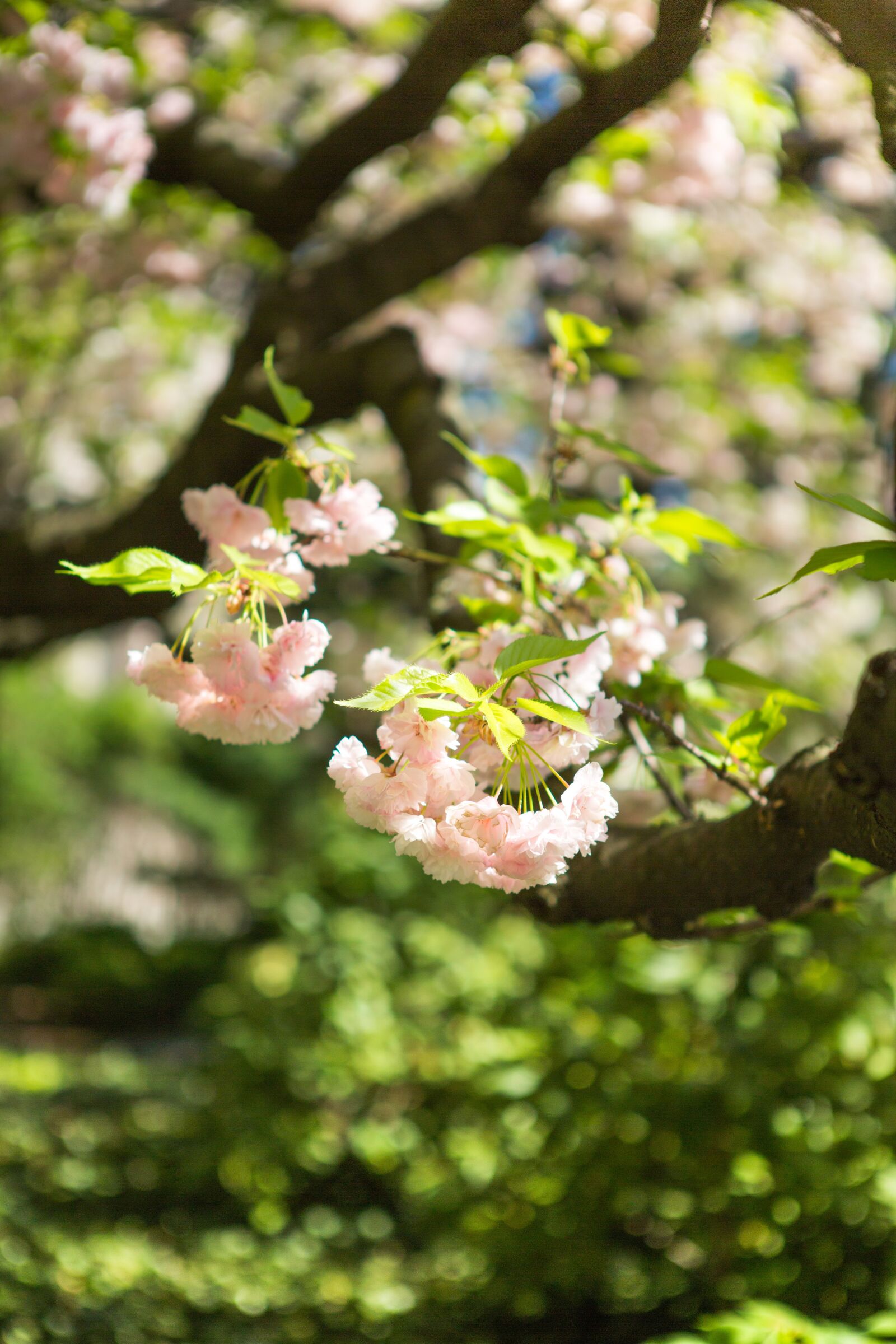 Canon EF 24-70mm F2.8L USM sample photo. Sakura, flower, tree photography