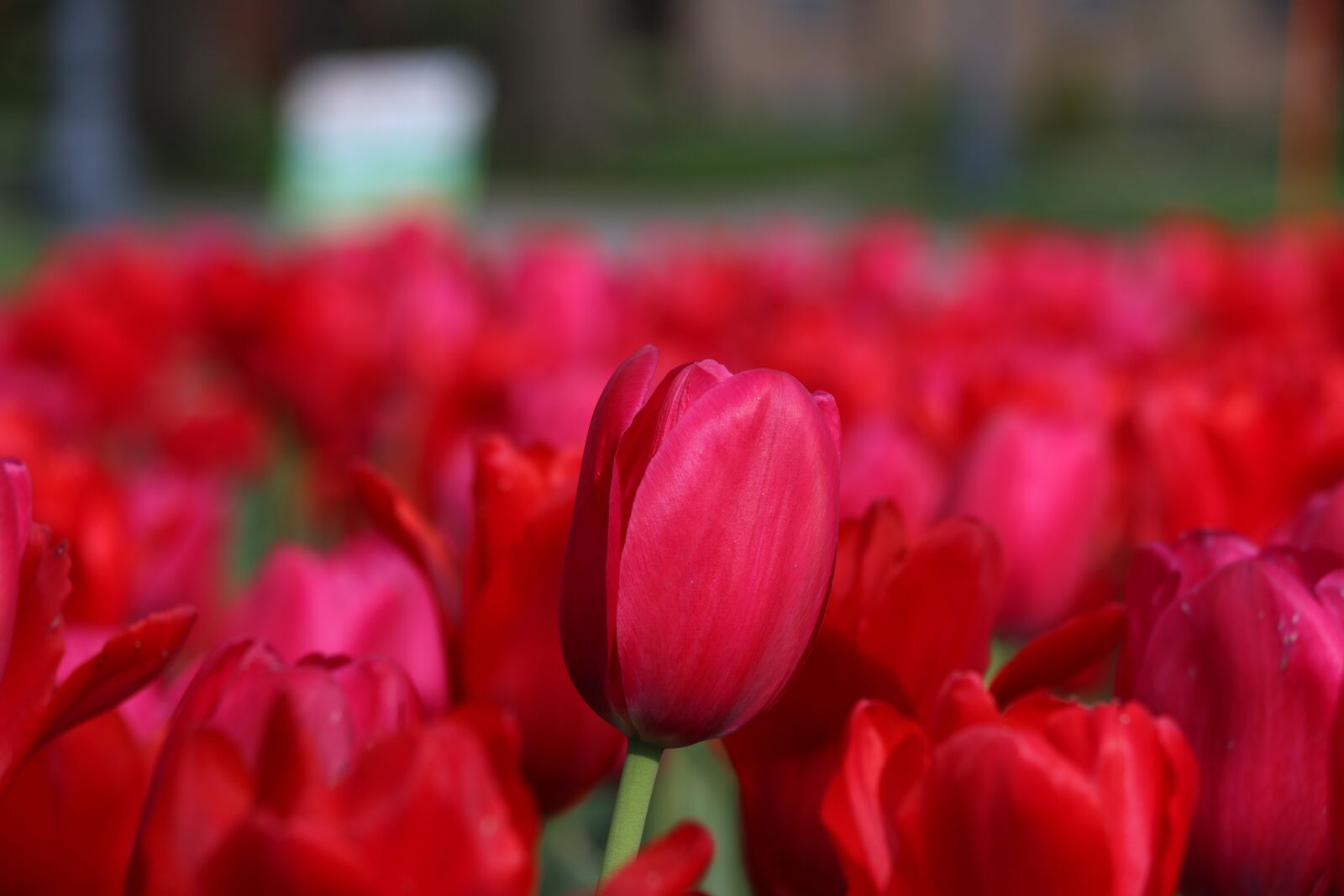 Canon EOS 70D sample photo. Tulip, flower, red photography